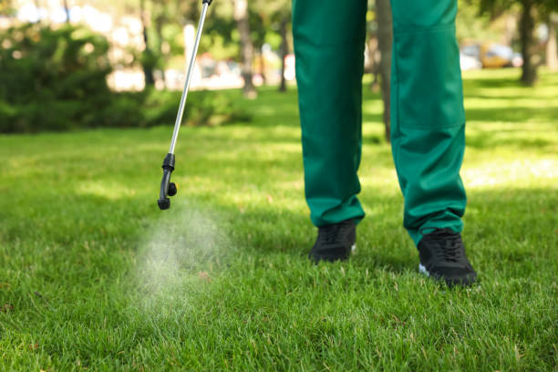 Best Pest Removal Services  in Rio Rico, AZ