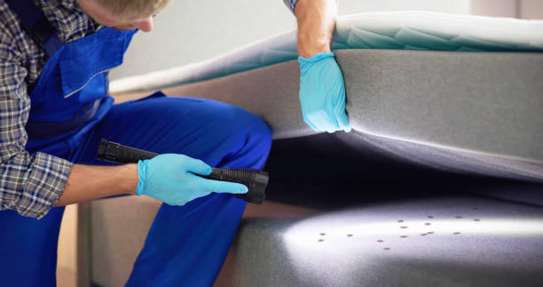 Best Mosquito Control Services  in Rio Rico, AZ